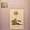 St. Anthony Singers, The Boyd Neel Orchestra, Anthony Lewis, Jennifer Vyvyan, Nancy Evans, William Herbert, George James, Ralph Downes - Mozart: Litaniae Lauretanae, K. 195, Lataniae De Venerabili Altaris Sacremento, K. 243